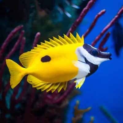 Mt. Juliet Chrysler Dodge Jeep Ram in Mt Juliet TN