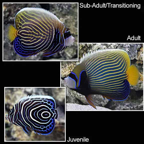 Mt. Juliet Chrysler Dodge Jeep Ram in Mt Juliet TN