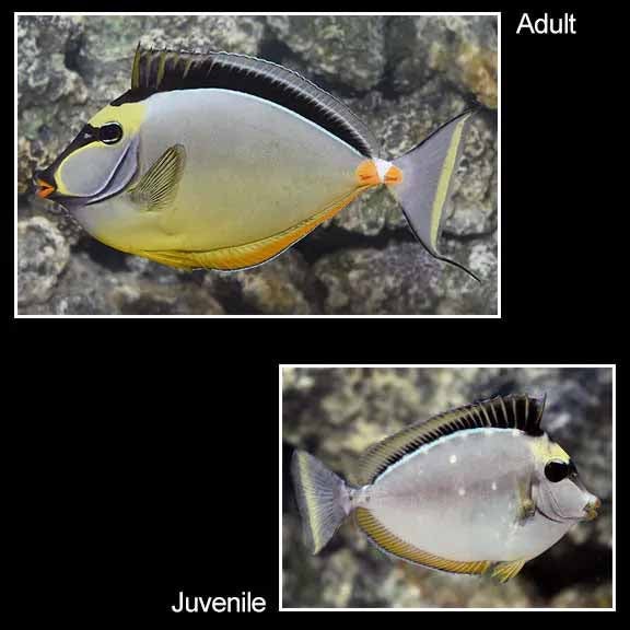 Mt. Juliet Chrysler Dodge Jeep Ram in Mt Juliet TN