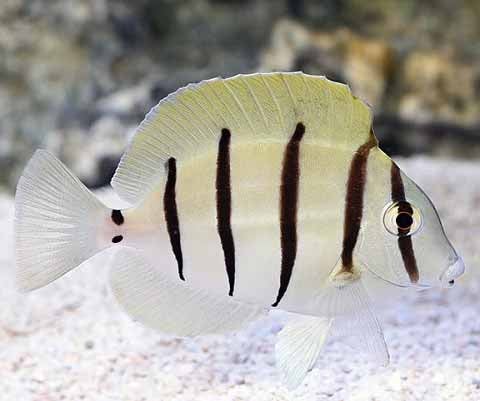 Mt. Juliet Chrysler Dodge Jeep Ram in Mt Juliet TN